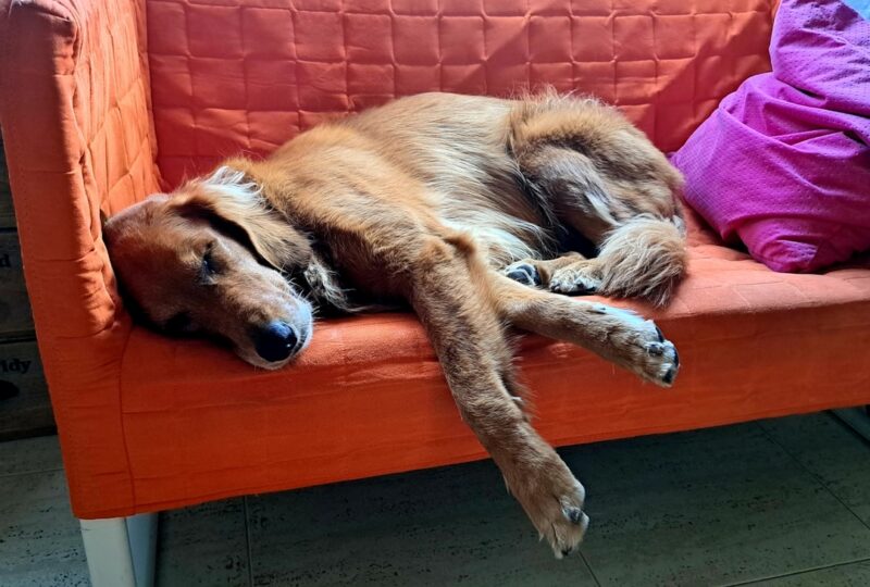 “CBD for Golden Retrievers: What Every Pet Parent Should Know About Joint Pain, Anxiety, and Aging”