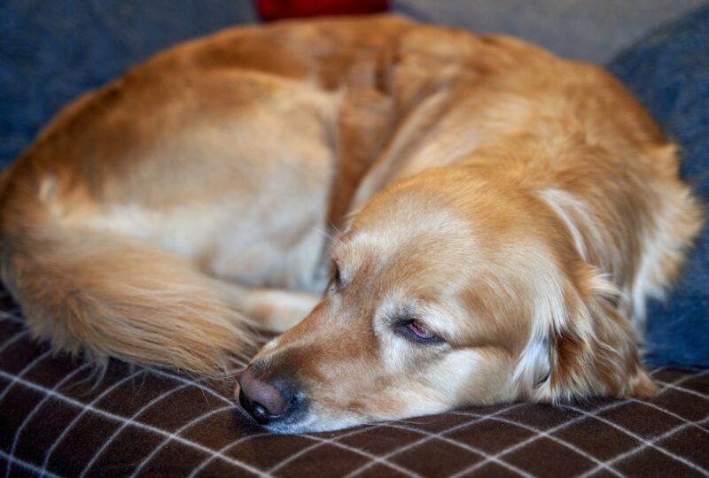 “How CBD Helped My Senior Dog Sleep Through the Night Again”