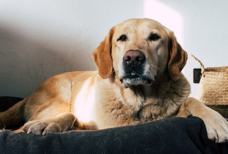 CBD for Labrador Retrievers: Dosing by Weight, What Helps, and What to Skip