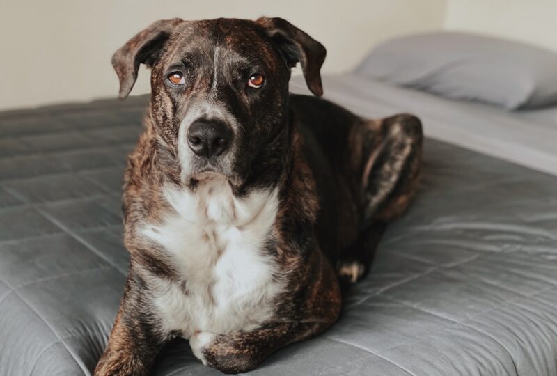 Best CBD Treats for Dogs in 2026: 6 Vet-Informed Picks Your Dog Will Love