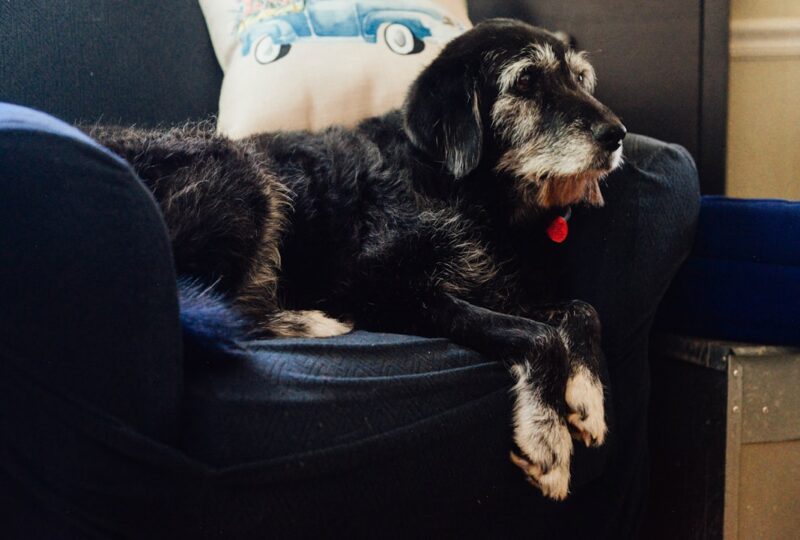 How CBD Helped My Senior Dog Move Again: Three Pet Parents Share Their Stories