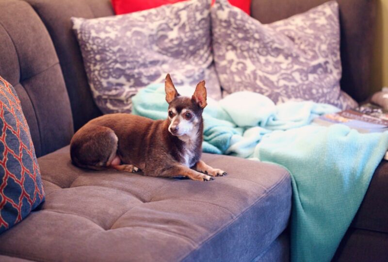 CBD for Dogs With Anxiety: What the Research Actually Says in 2026
