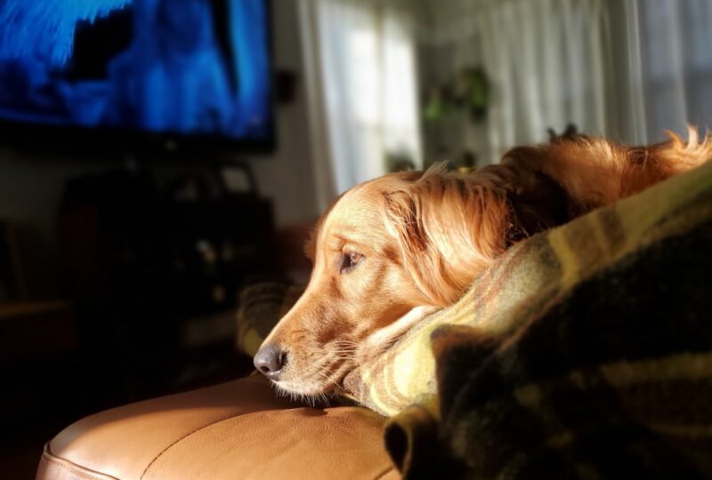 How to Read a CBD Pet Product Label: A Pet Parent’s Guide to What Actually Matters