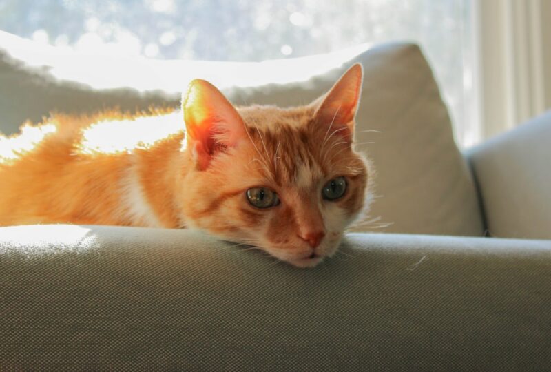 Best CBD Oil for Cats in 2026: 5 Vet-Approved Picks Your Feline Will Actually Take