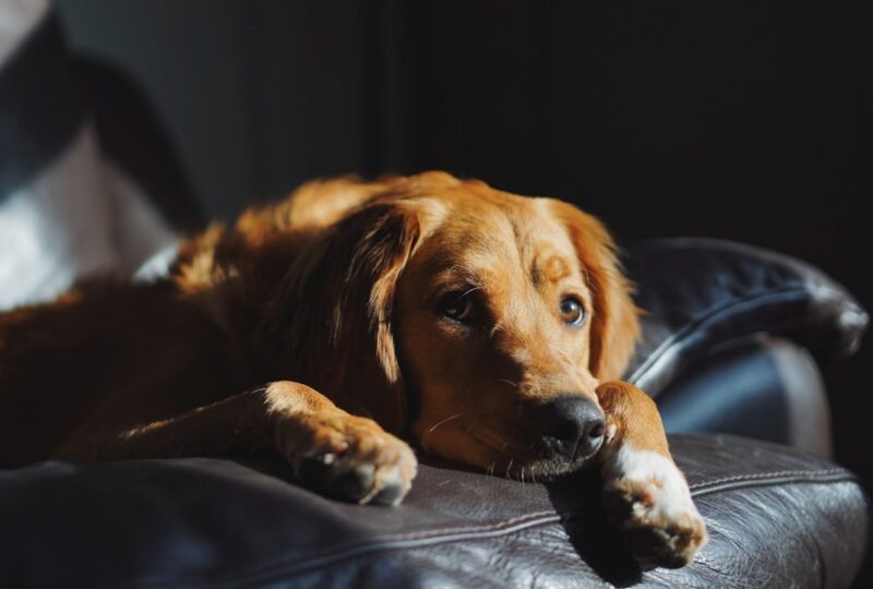 CBD for Golden Retrievers: Dosing, Research, and What to Watch For