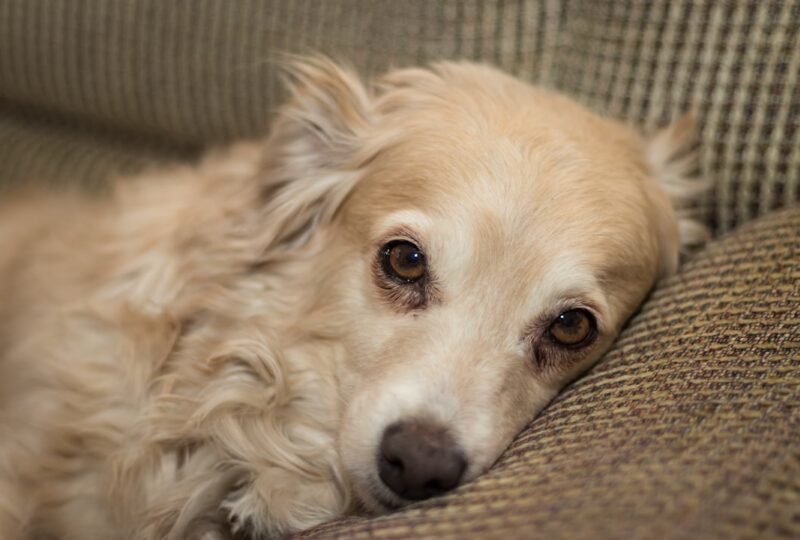 CBD for Dogs with Anxiety: What the Research Actually Says