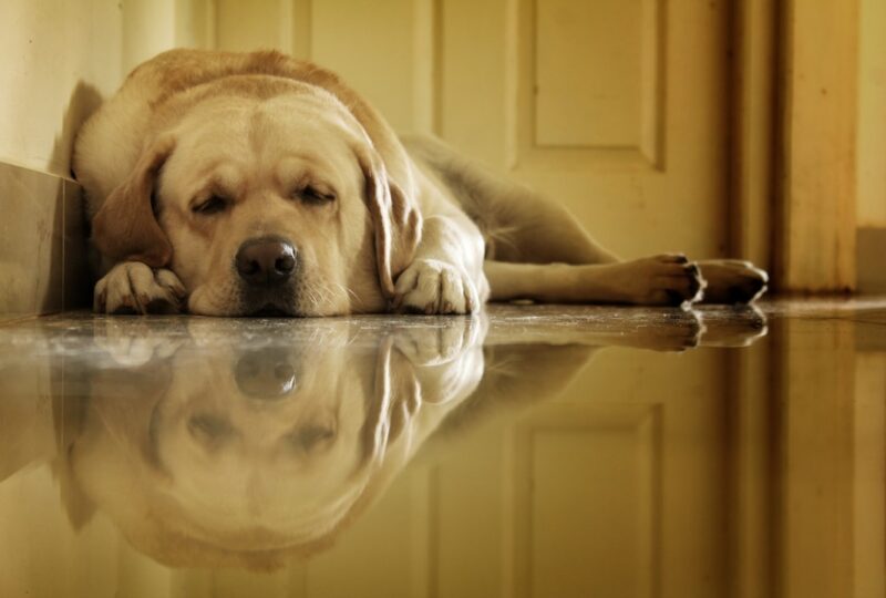 CBD for Dogs With Separation Anxiety: What the Research Actually Shows