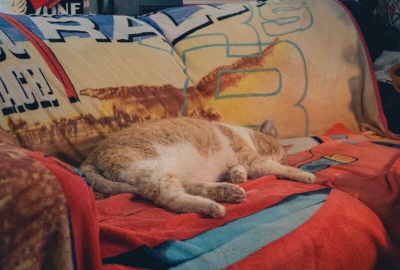 Best CBD Oil for Cats in 2026: Vet-Approved Picks for Anxiety, Pain, and Wellness
